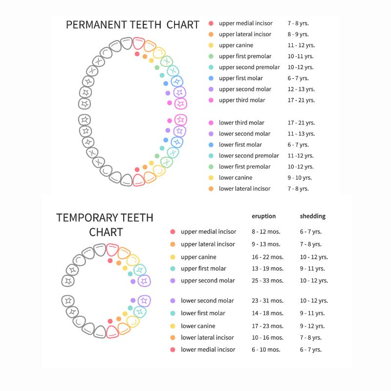 adult vs baby teeth