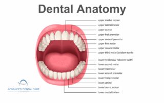 how many teeth do adults have