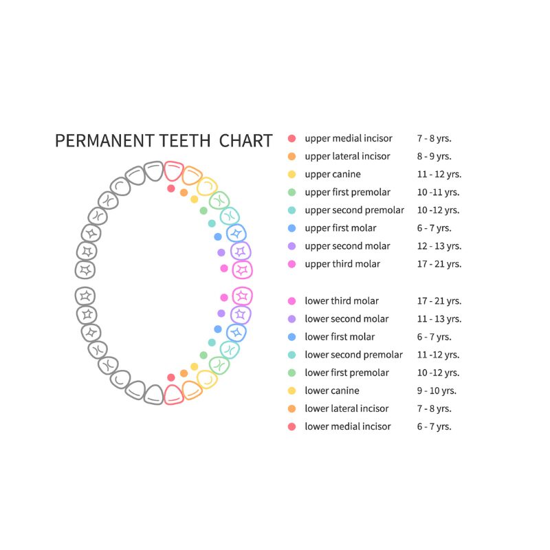 permanent teeth chart
