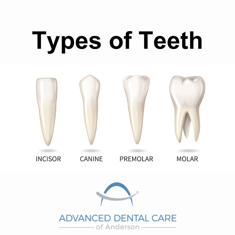types of teeth