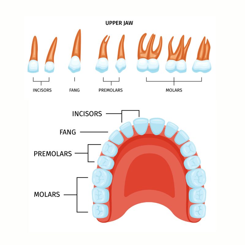 upper jaw teeth